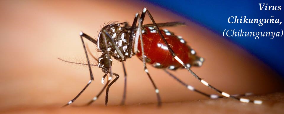 virus chikunguna chikungunya priznaky projevy symptomy